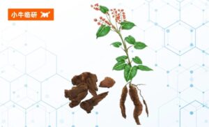 小牛洞察 | 何首乌的“纳米信使”，精准狙击雄激素性脱发！